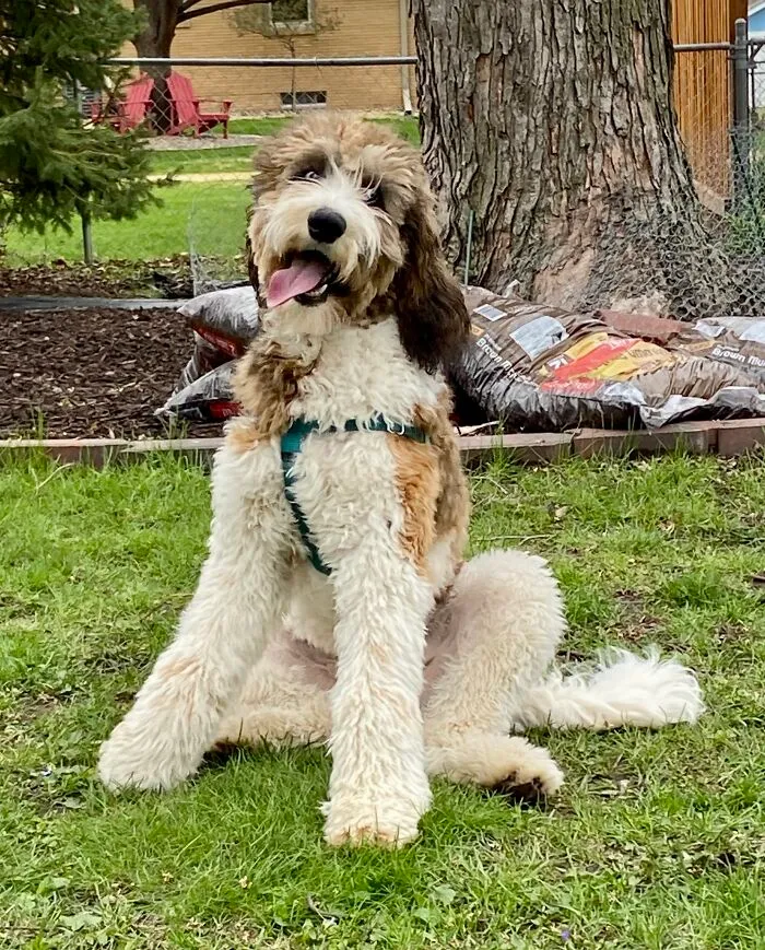 Giant Seven-Month-Old Puppy Loving Spring!