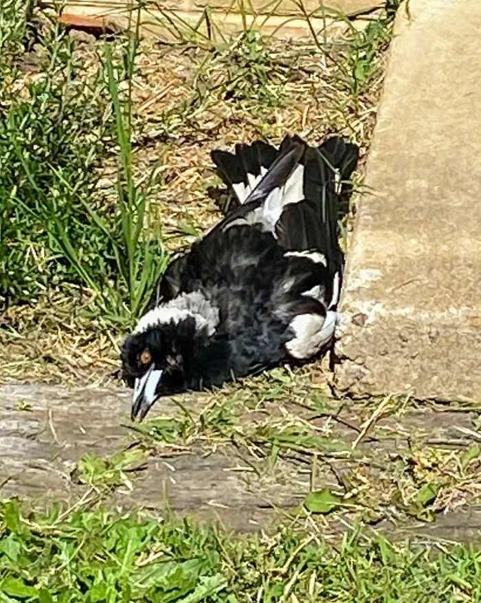 Está bien, solo le gusta tumbarse en poses extrañas en nuestro jardín