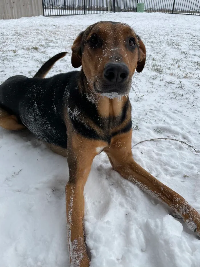 My Other Dog Copper