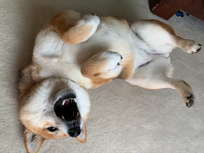 Honey The Shiba Inu