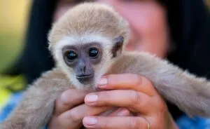 A Drama With A Happy Ending At The Skopje Zoo
