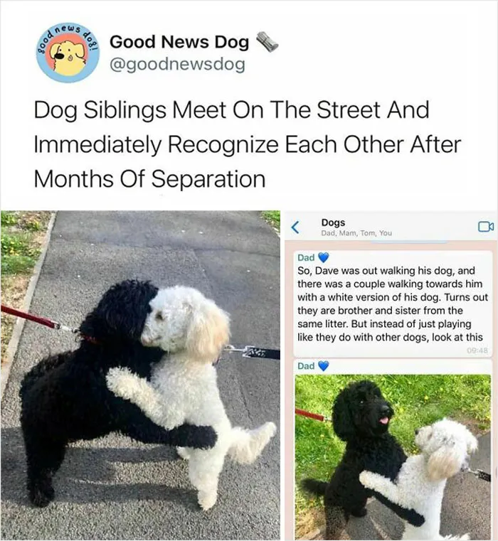 This Instagram Account Shares Uplifting News From Around The World So You Can See All The Good There Is (50 Posts)
