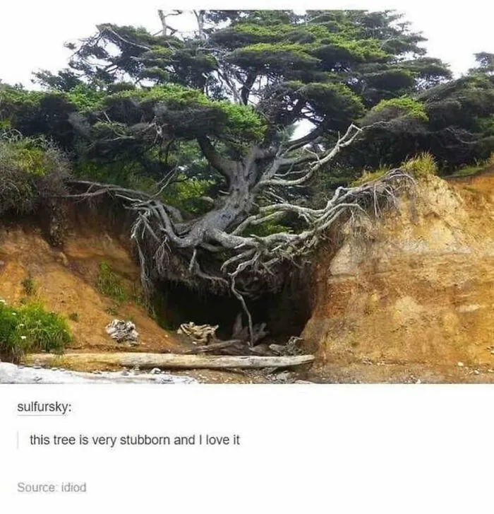 50 Times "The Weird Side Of Tumblr" Didn't Disappoint