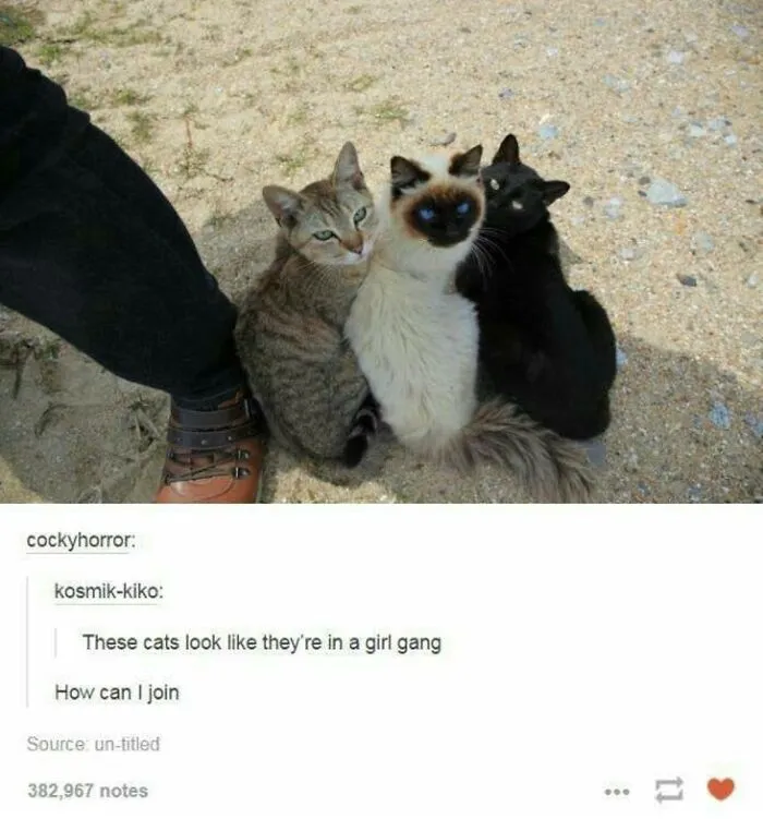 50 Times "The Weird Side Of Tumblr" Didn't Disappoint