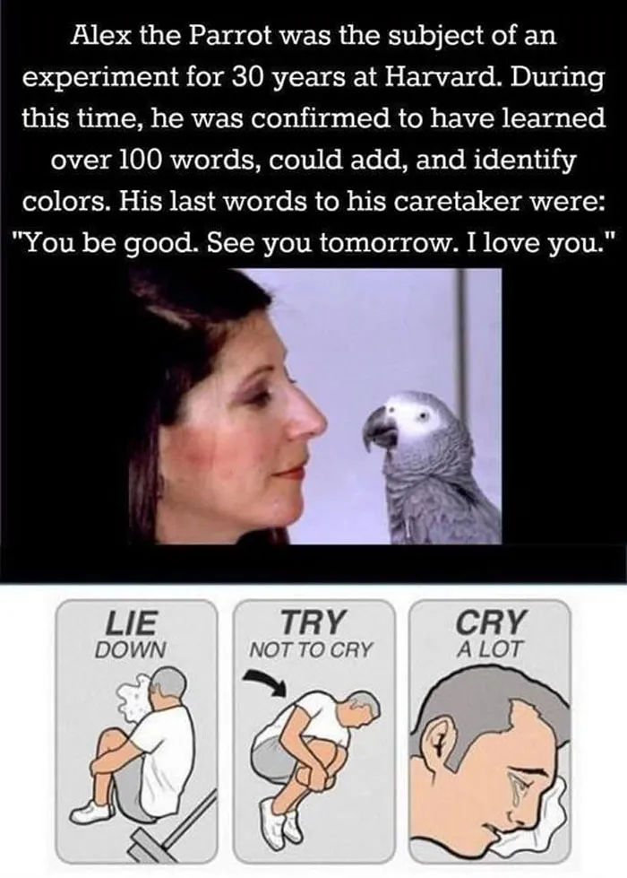 50 Wholesome Memes That Remind Us The World Isn't All Bad