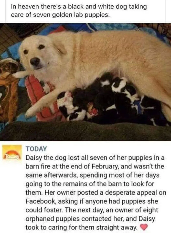 50 Wholesome Memes That Remind Us The World Isn't All Bad