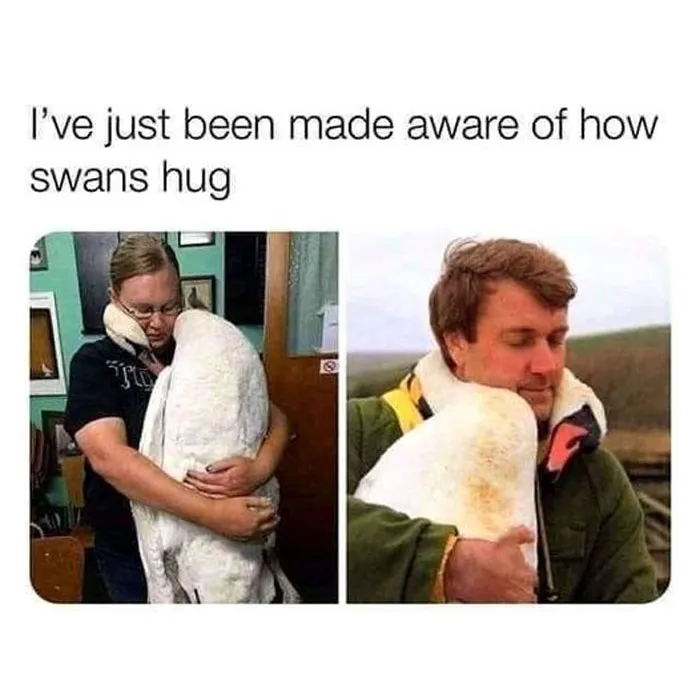 50 Wholesome Memes That Remind Us The World Isn't All Bad