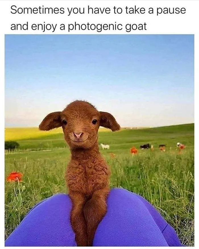 50 Wholesome Memes That Remind Us The World Isn't All Bad