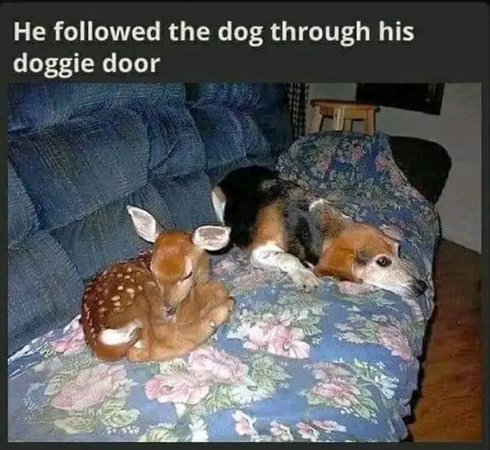 50 Wholesome Memes That Remind Us The World Isn't All Bad