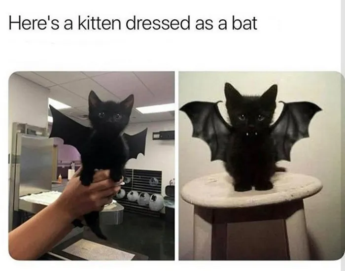 50 Wholesome Memes That Remind Us The World Isn't All Bad