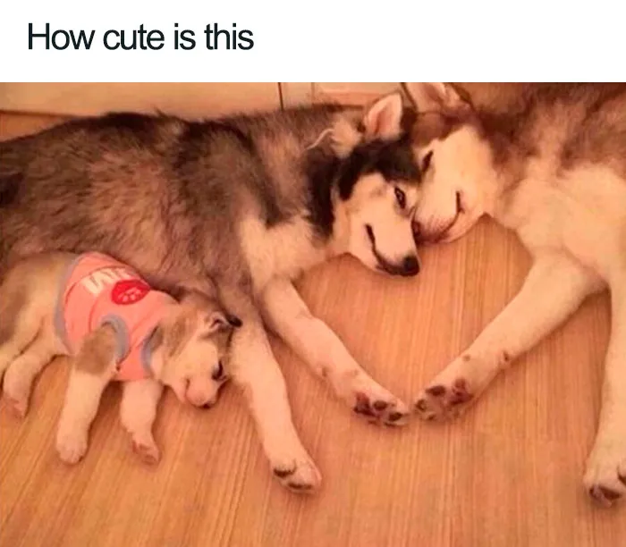 50 Wholesome Memes That Remind Us The World Isn't All Bad