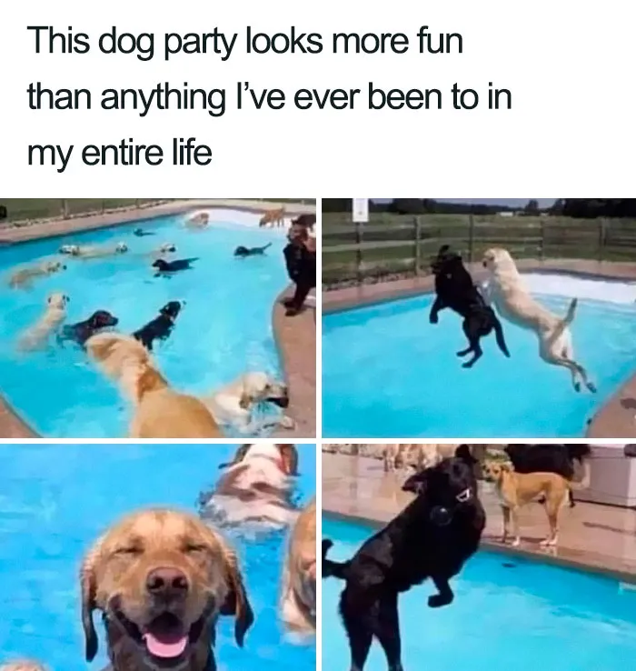 50 Wholesome Memes That Remind Us The World Isn't All Bad
