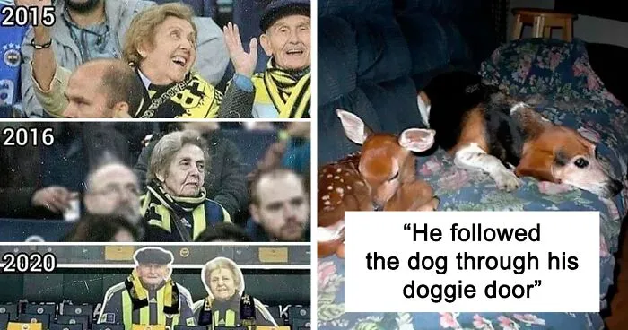 50 Wholesome Memes That Remind Us The World Isn't All Bad