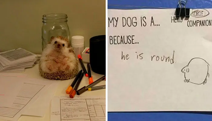 2.1M People Follow This Facebook Page For Its Feel-Good Content And Here Are 40 Of Its Best Posts