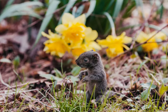 A Baby Squirrel Adopted Me, And As A Photographer, I Just Had To Give It Its Own Photoshoot (22 Pics)