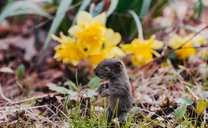 A Baby Squirrel Adopted Me, And As A Photographer, I Just Had To Give It Its Own Photoshoot (22 Pics)