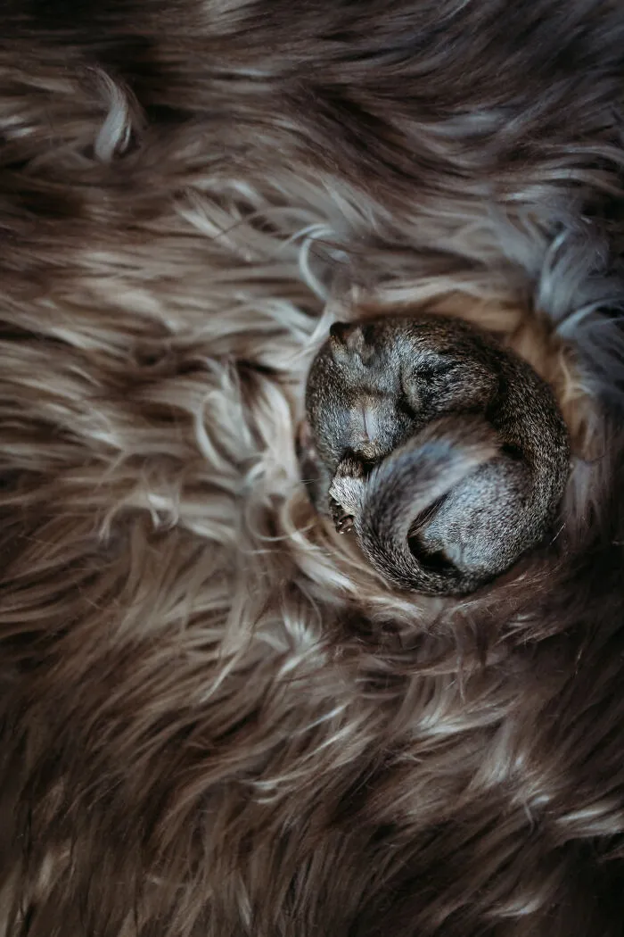 A Baby Squirrel Adopted Me, And As A Photographer, I Just Had To Give It Its Own Photoshoot (22 Pics)