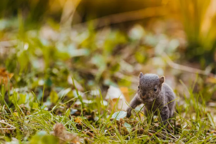 A Baby Squirrel Adopted Me, And As A Photographer, I Just Had To Give It Its Own Photoshoot (22 Pics)