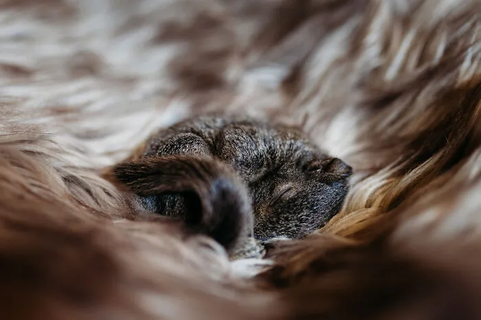 A Baby Squirrel Adopted Me, And As A Photographer, I Just Had To Give It Its Own Photoshoot (22 Pics)