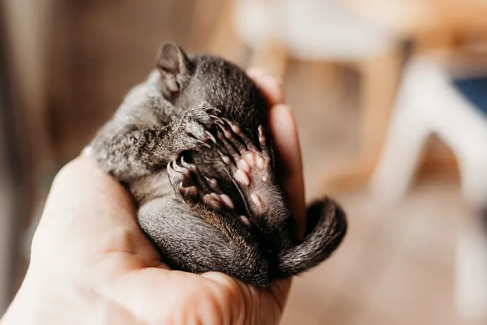 A Baby Squirrel Adopted Me, And As A Photographer, I Just Had To Give It Its Own Photoshoot (22 Pics)