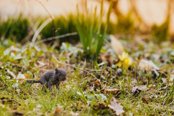 A Baby Squirrel Adopted Me, And As A Photographer, I Just Had To Give It Its Own Photoshoot (22 Pics)