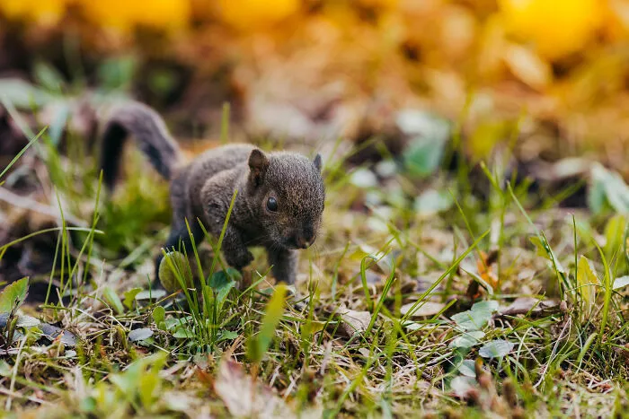 A Baby Squirrel Adopted Me, And As A Photographer, I Just Had To Give It Its Own Photoshoot (22 Pics)
