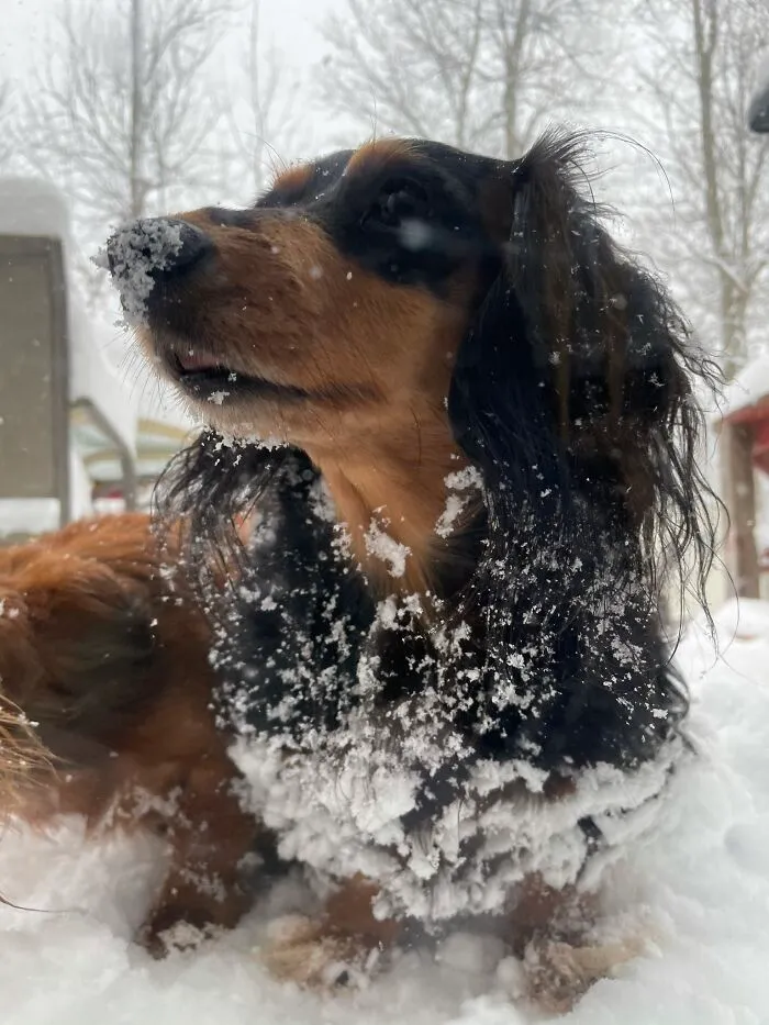 Snow Baby
