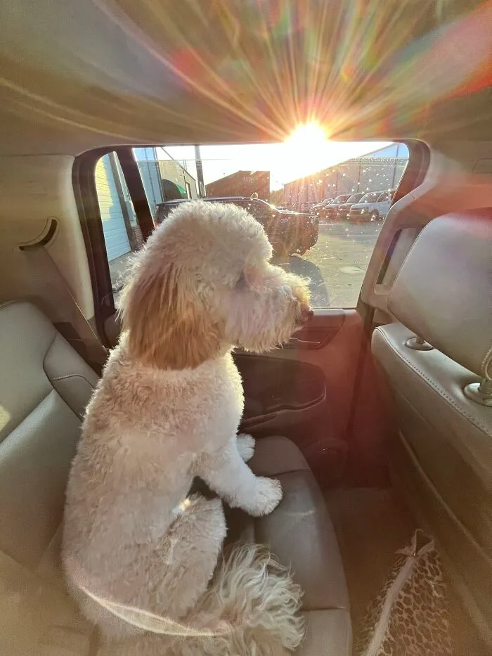 My Puppy… Harrison Ford!!!!! Yes My Last Name Is Ford, Yes I’m A Huge Harrison Ford Fan!!!