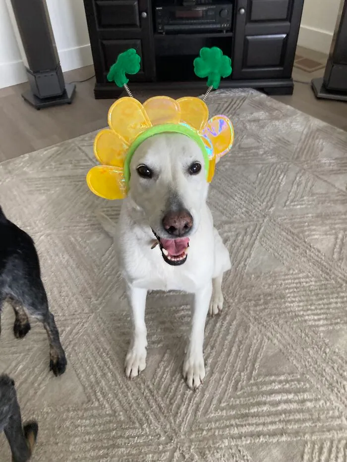 Welcome Spring