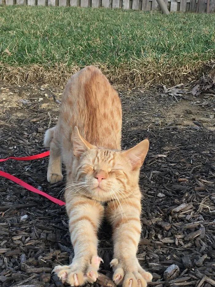 Alfie Is Confused.. Why Is He Doing The Downward Dog??
