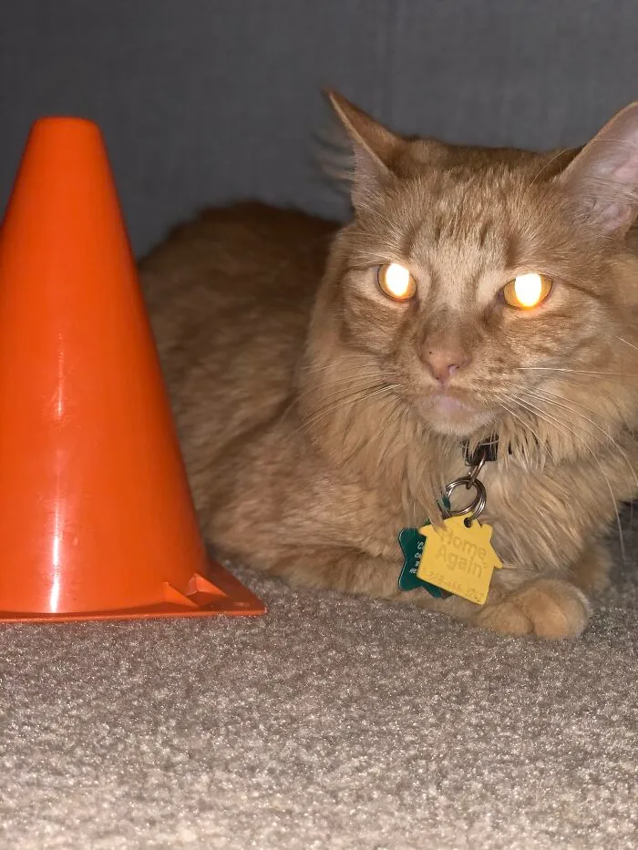 My Cat Sometimes Is Creepy, But I Can’t Think Of Much Of Anything Else