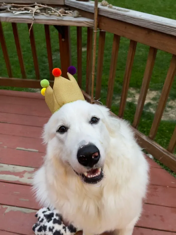 This Is Nugget. She Turned 1 Today. She’s Sad There’s No Snow, But Still Happy The Sun Showed Up For Her Birthday.