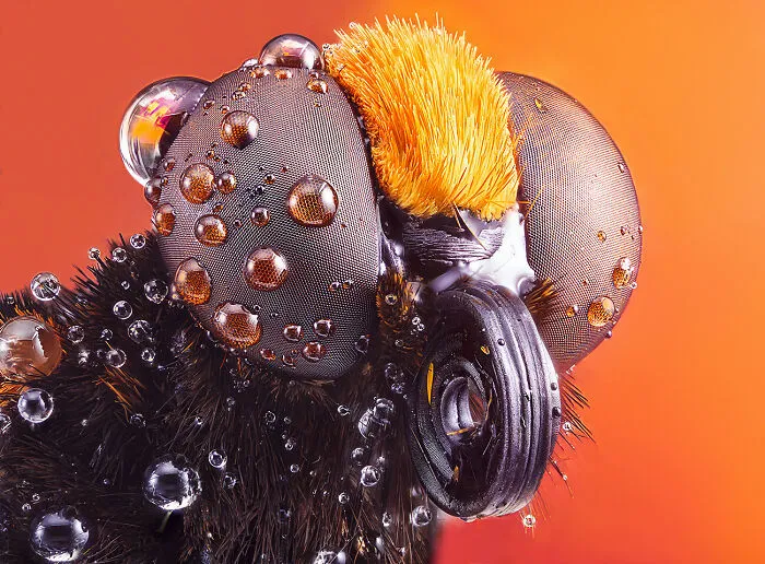 El último de los mohicanos © Pedro Luis Ajuriaguerra