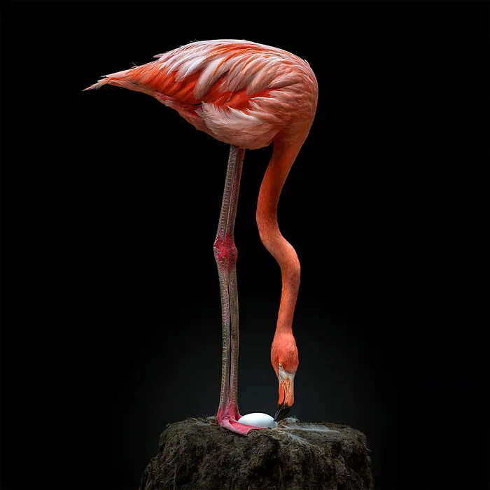 Anidar © Pedro Jarque Krebs