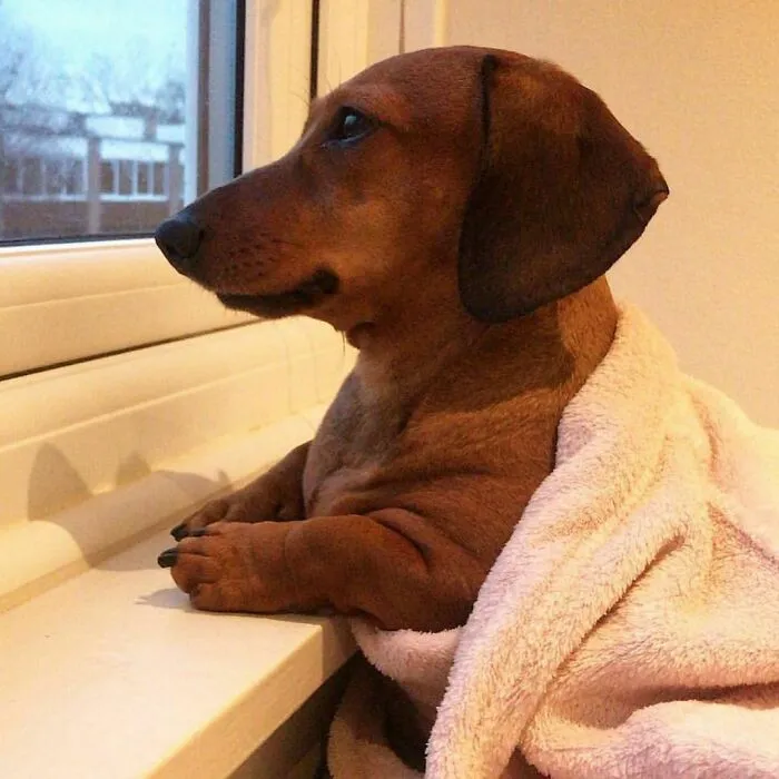 20 Razones por las que los perros son mejores que los gatos, con fotos y memes que lo demuestran