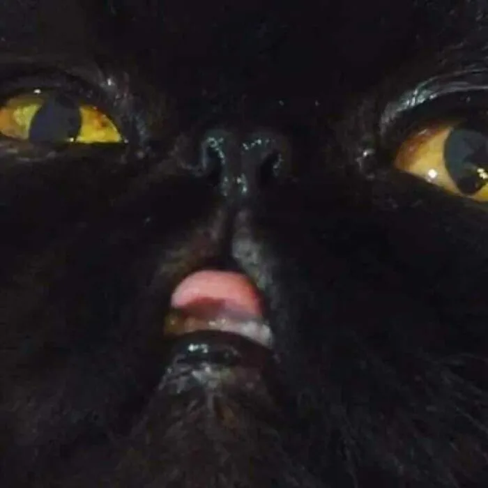 A Cat