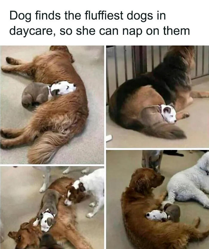 50 Reasons Why Dogs Are Better Than Cats, And Here Are The Pics And Memes To Prove It