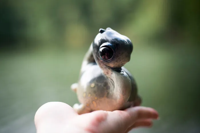 Baby Nessie