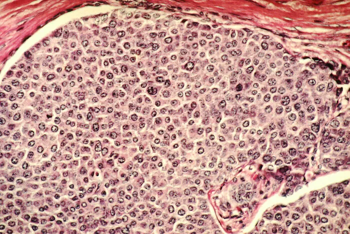 Cell Party Under the Microscope