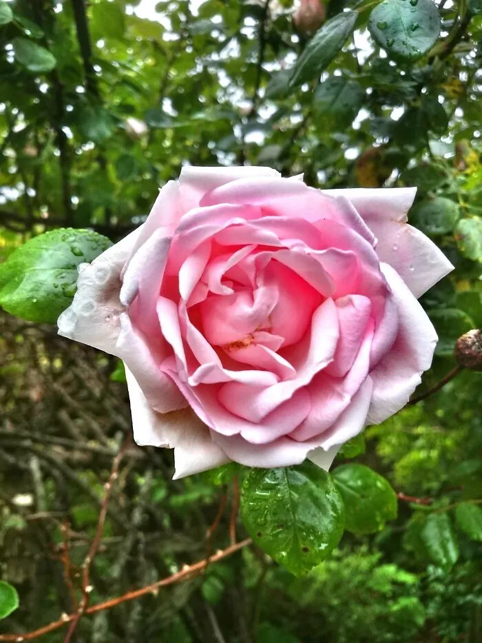 Pink Rose
