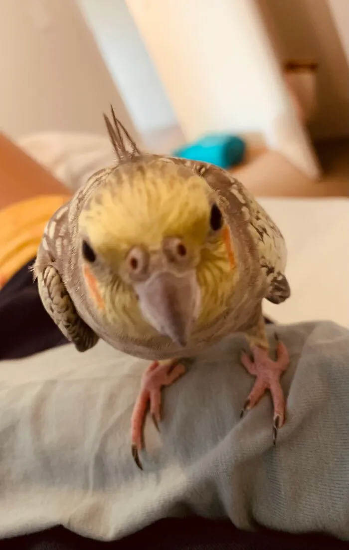 Birb Named Sunny Loves The Camera Fame