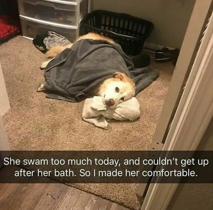 50 Reasons Why Dogs Are Better Than Cats, And Here Are The Pics And Memes To Prove It