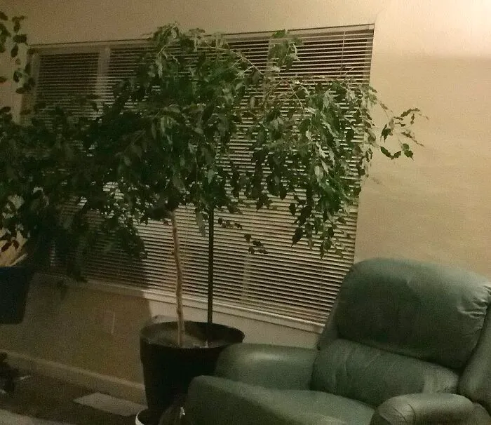 Lilly, Our 25 Year Old Ficus. She Only Ever Wants Water Once A Week And A New Pot Every Few Years! She Is Family!