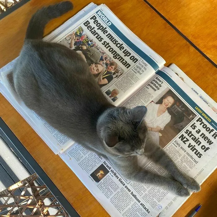 Excuse Me, I’m Trying To Read That Paper