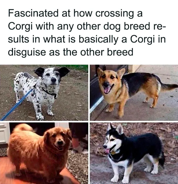 50 Reasons Why Dogs Are Better Than Cats, And Here Are The Pics And Memes To Prove It