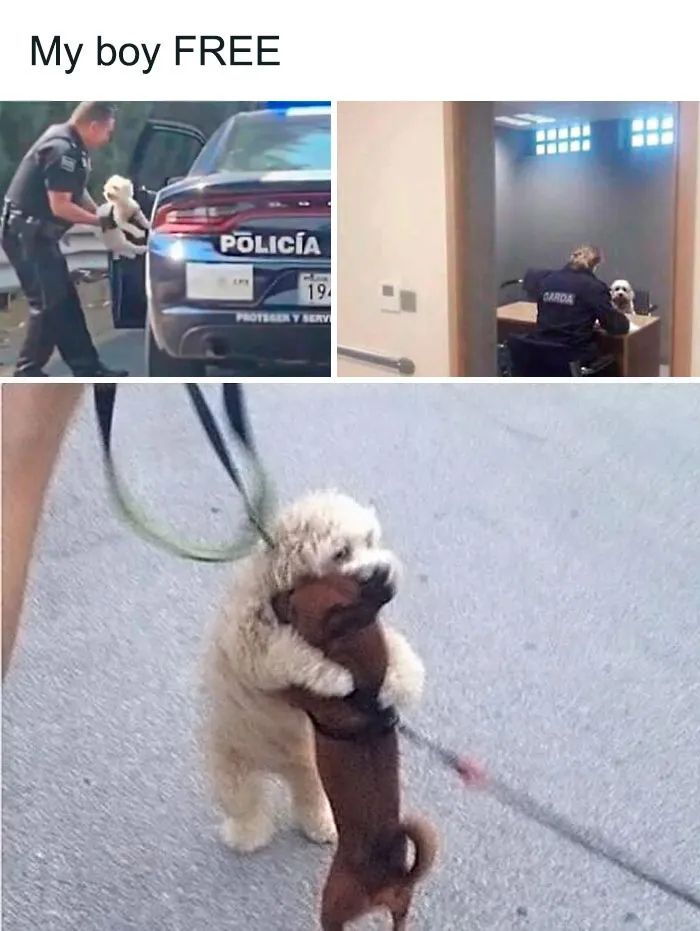 50 Reasons Why Dogs Are Better Than Cats, And Here Are The Pics And Memes To Prove It