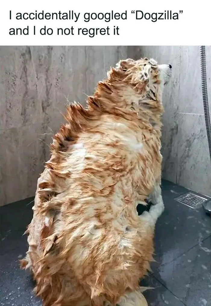 50 Reasons Why Dogs Are Better Than Cats, And Here Are The Pics And Memes To Prove It