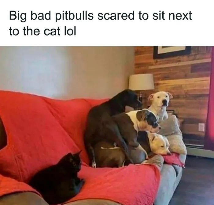 50 Reasons Why Dogs Are Better Than Cats, And Here Are The Pics And Memes To Prove It