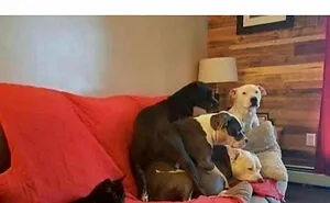 50 Reasons Why Dogs Are Better Than Cats, And Here Are The Pics And Memes To Prove It