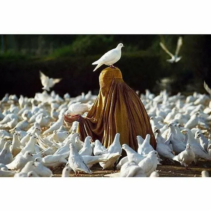 30 Impresionantes fotos de animales compartidas por la revista Decisive Moments